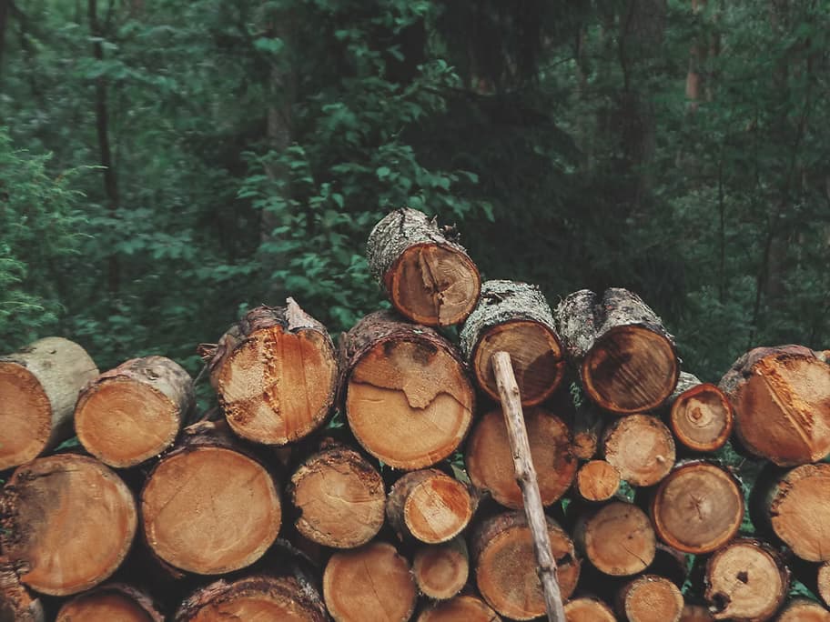 Forest background